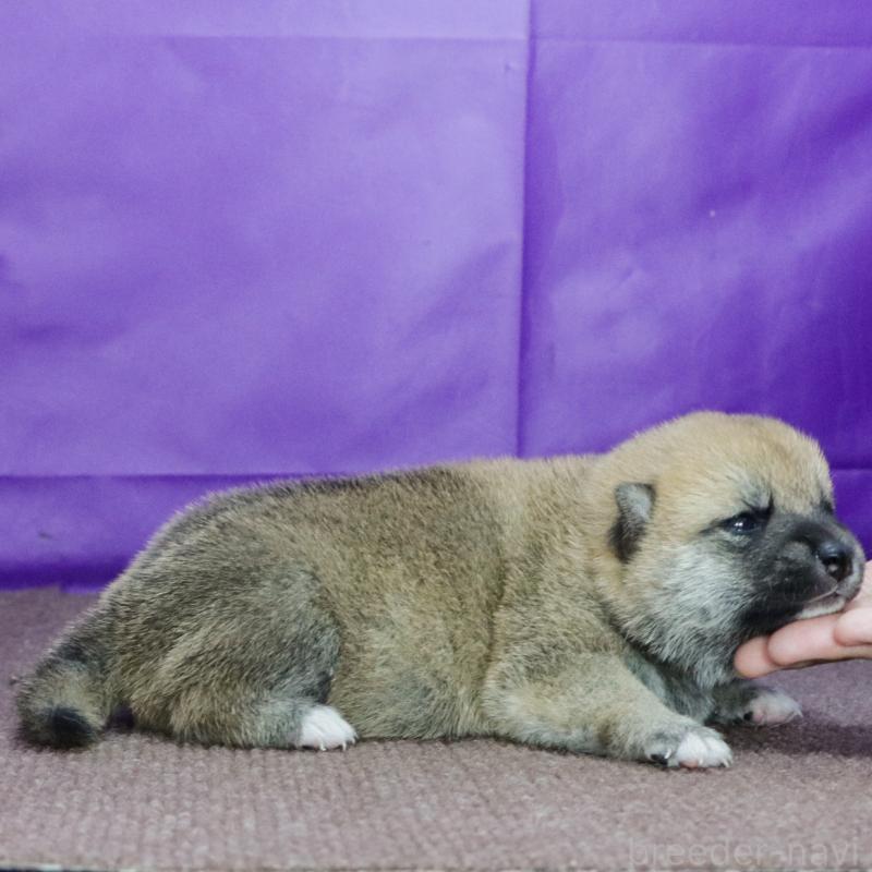 販売中の愛知県の柴犬-411600の3枚目
